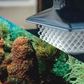 3D-printing tech for the marine world could save coral reefs