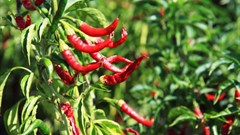 PublicDomainPictures via