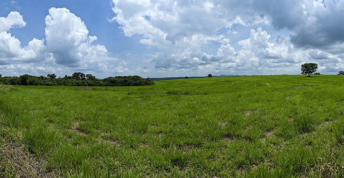 Jonathan Wilkins via  - Brachiaria pasture