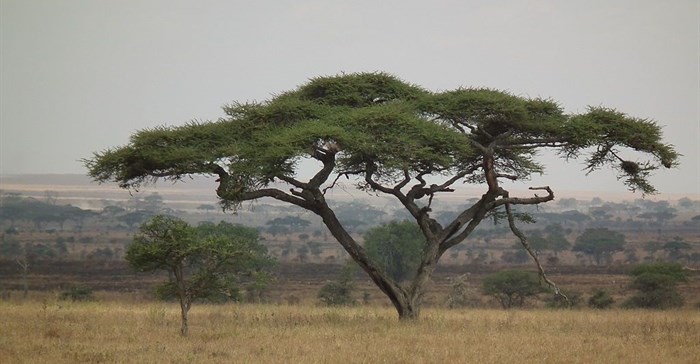 Nevit Dilmen via  - Acacias are  planted in Tanzania as fodder trees