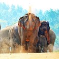 Tips on how to have an ethical elephant experience