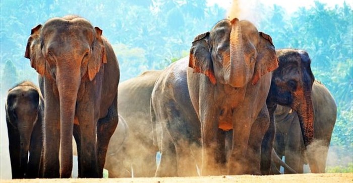 Tips on how to have an ethical elephant experience