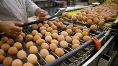 Contaminated eggs show continuing problems with supply chain