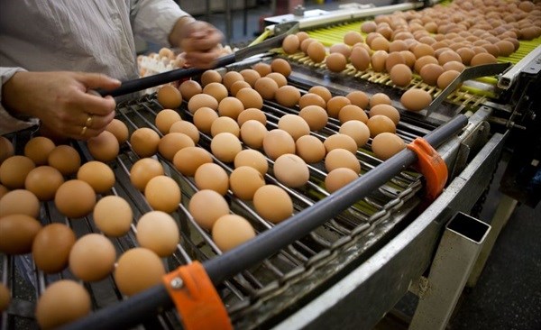 Contaminated eggs show continuing problems with supply chain