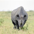 South Africa gives go-ahead to rhino horn auction