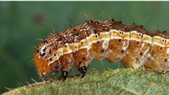 Canadian Biodiversity Information Facility via