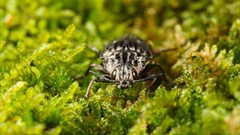 Alien animals and plants are on the rise in Africa, exacting a growing toll