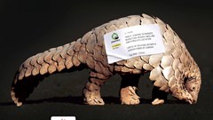 Artifact Advertising's work for the EWT.