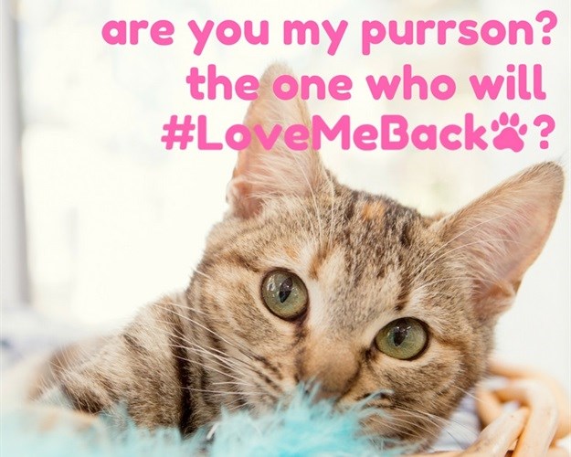 #LoveMeBack campaign