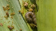 Fall armyworm spreads to Cameroon
