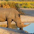 Conservation icon defends rhino baron