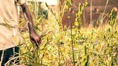 AfDB wants greater focus on implementation, as African Green Revolution Forum begins in Abidjan