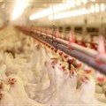 Government affirms support for poultry industry