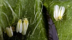 Stephen Ausmus via  - Bemisia tabaci, Africa’s main cassava insect pest