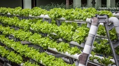 #InnovationMonth: Revolutionising agriculture through urban farming