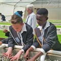 Students plant seedlings in their new aquaponics garden at Laerskool Kempton Park, which was installed by INMED South Africa and Air Products South Africa in Johannesburg.