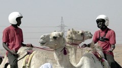 Desert camelpower in action!