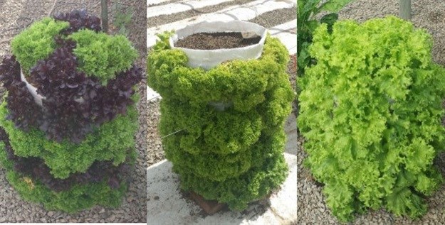 Lettuce growing in a bag.
