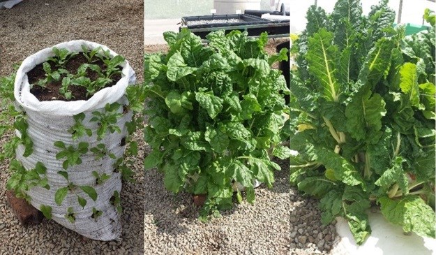Swiss chard (spinach) growing in a bag.