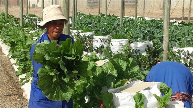 Mustard spinach grown in a bag.