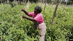 Syngenta takes stock of its 10-year growth plan for its African business