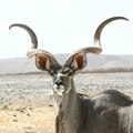 SANParks' 2017 Kudu Awards open for entries