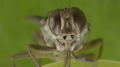 Radiation tech bears fruit as Zanzibar declared tsetse free