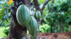 Chocolate industry driving deforestation of Ivory Coast: report