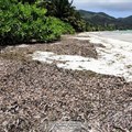 Innovative business in Seychelles to turn seaweed into fertiliser
