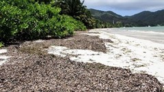 Innovative business in Seychelles to turn seaweed into fertiliser