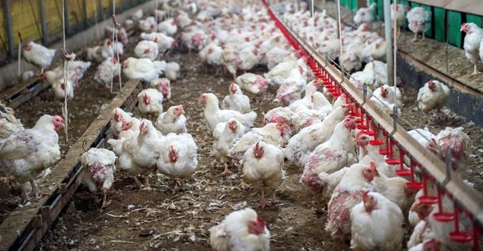 Avian flu hits two Quantum Foods farms