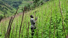 Neil Palmer (CIAT) via