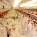 American poultry expert shares gold standard for avian flu control