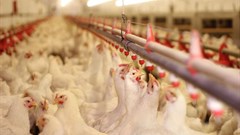 American poultry expert shares gold standard for avian flu control