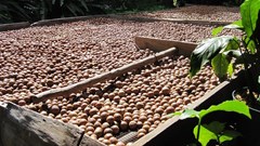 Could macadamia nuts be the dark horse in SA agriculture?