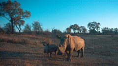Predictive analytics, cognitive computing, big data used in anti-rhino poaching solution