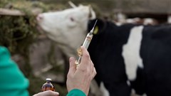 The fight against antimicrobial resistance depends on good agricultural practices