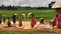 A barley harvest from a local sourcing partnership Heineken initiated in Ethiopia.
