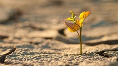 Conflict and climate change lead to a rise in global hunger