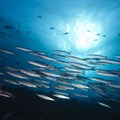 World Bank approves $20m for sustainable fisheries, marine conservation in Seychelles