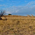 Bernard DUPONT via  - Auob Riverbed, Kgalagadi Transfrontier Park