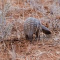 Pangolin trade forces Ghana to look at new wildlife laws