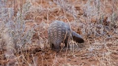 Pangolin trade forces Ghana to look at new wildlife laws