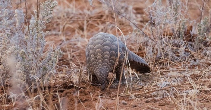 Pangolin trade forces Ghana to look at new wildlife laws