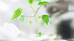 Bayer sells crop science units to ease Monsanto takeover