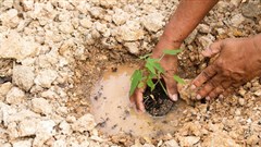More trees, better farming could slash carbon emissions: study