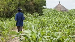 SACAU: Agriculture can play a critical role in eradicating poverty