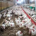 Department working to control avian flu outbreak