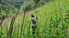 Neil Palmer (CIAT) via