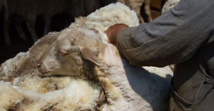 Bayer bolsters smallholder wool production in the Eastern Cape